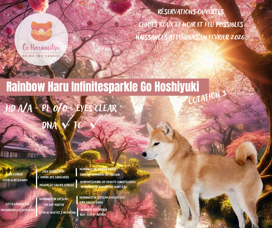 Go Harumitsu - ANNONCE / PORTEE 2026