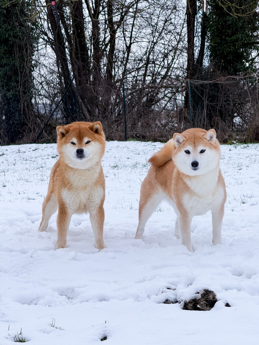 ANNONCE / PORTEE 2026