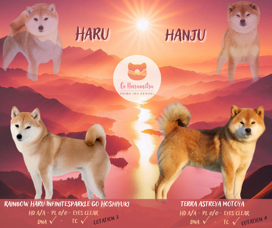 Go Harumitsu - ANNONCE / PORTEE 2026