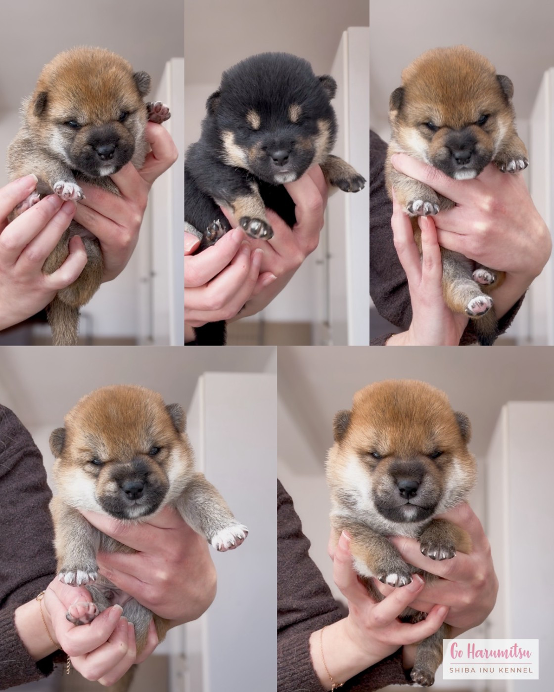 NAISSANCES 2026 / CHIOTS DISPONIBLES