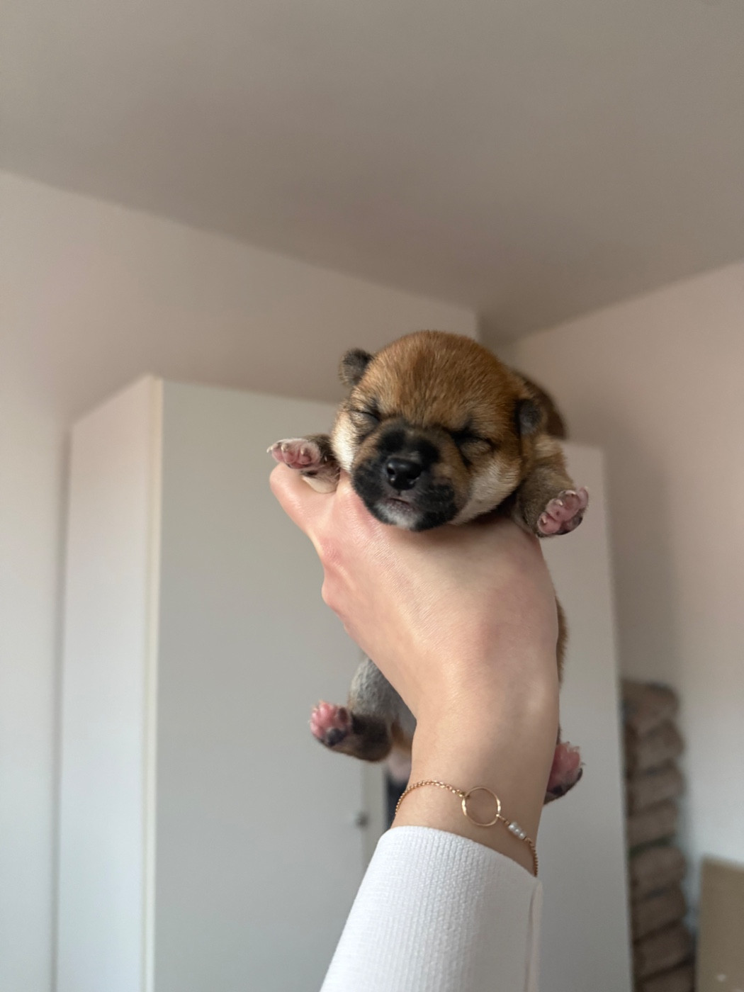 Go Harumitsu - Chiots disponibles - Shiba