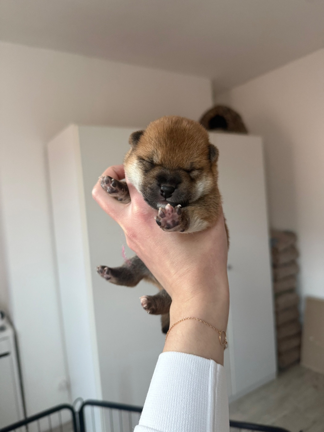 Go Harumitsu - Chiots disponibles - Shiba