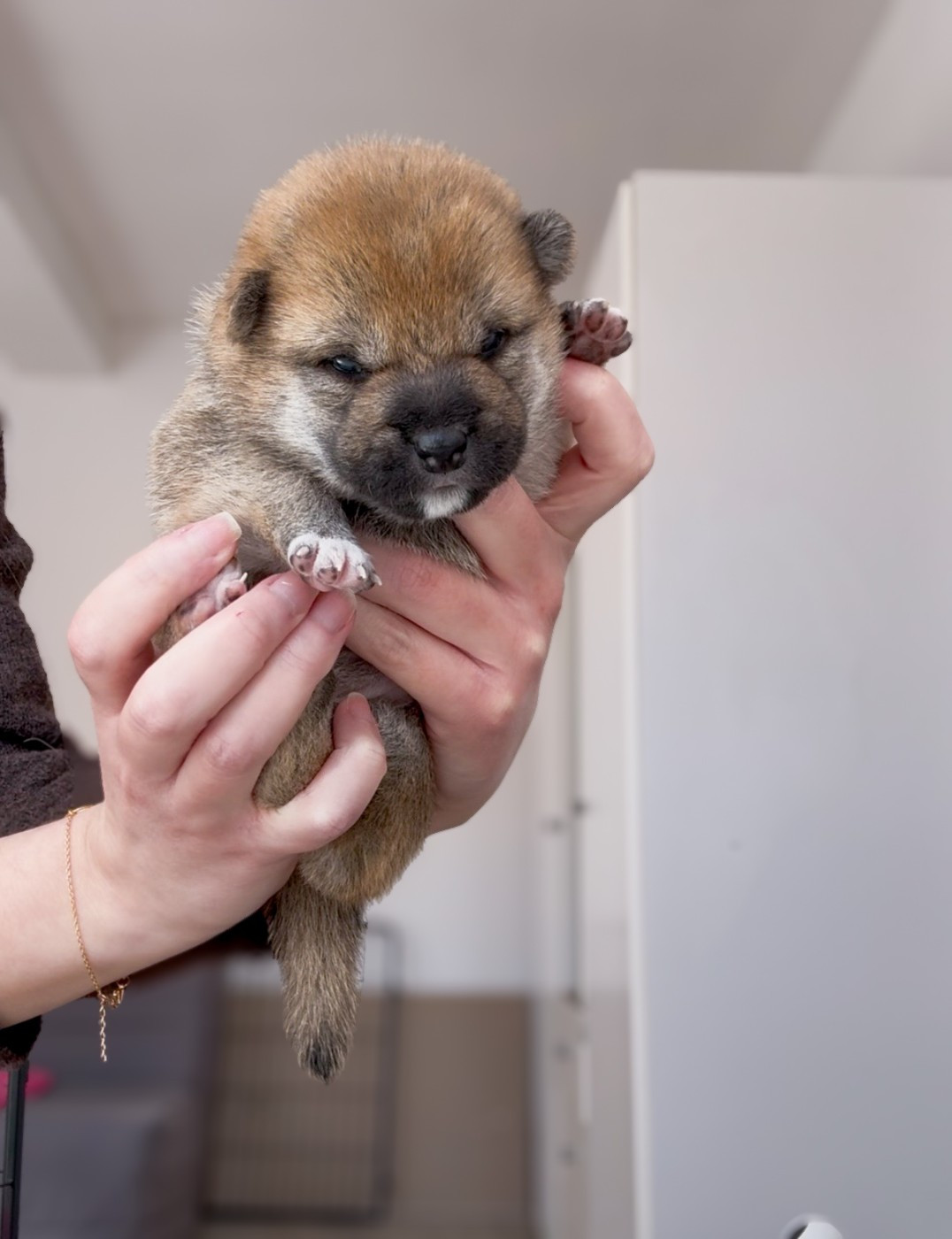 Go Harumitsu - Chiots disponibles - Shiba