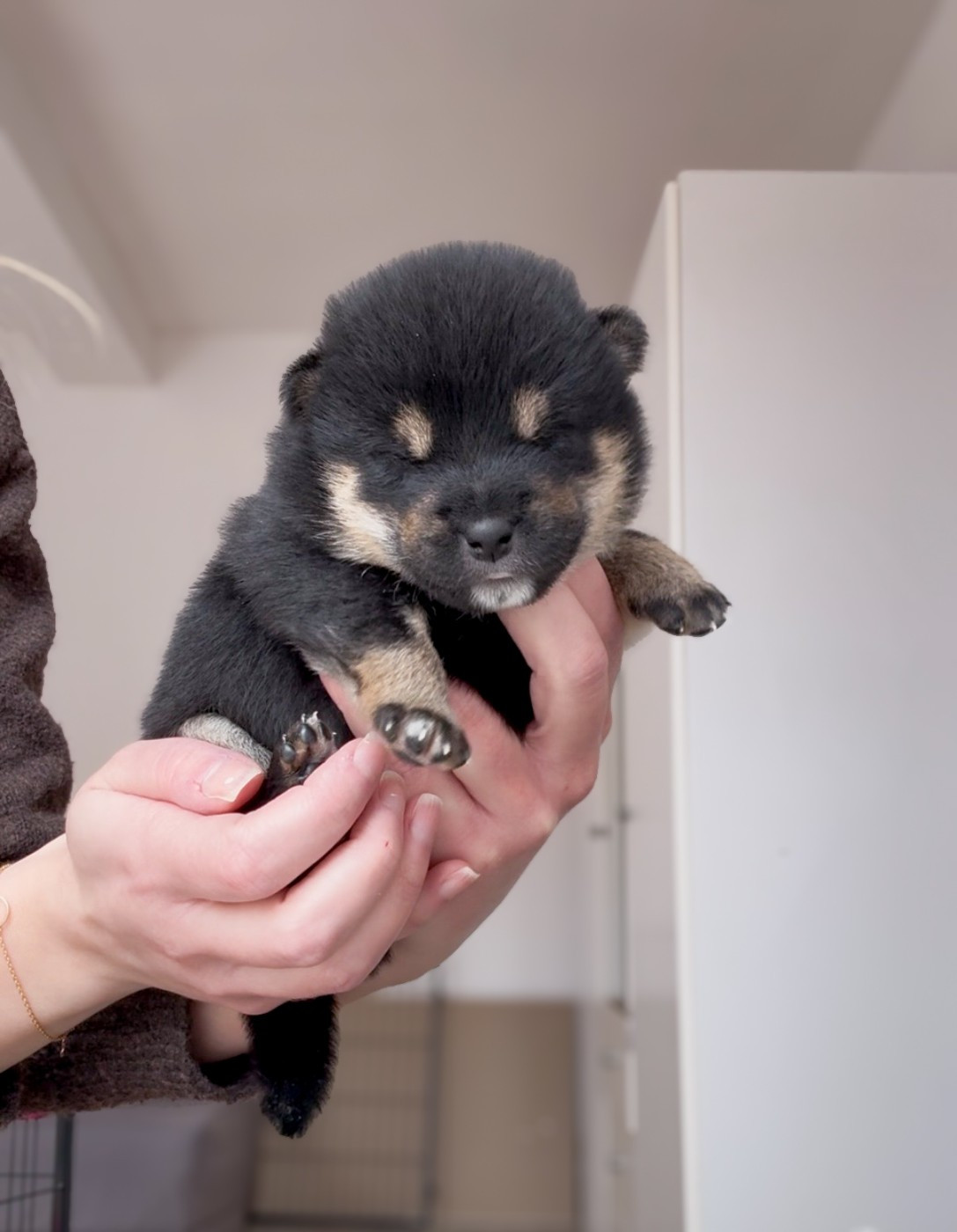 Go Harumitsu - Chiots disponibles - Shiba