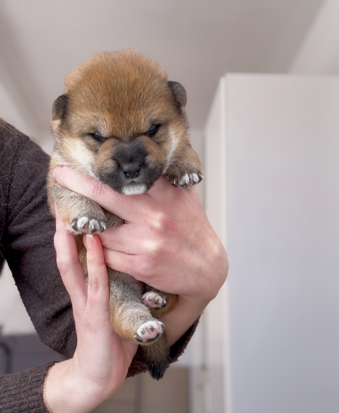 Go Harumitsu - Chiots disponibles - Shiba