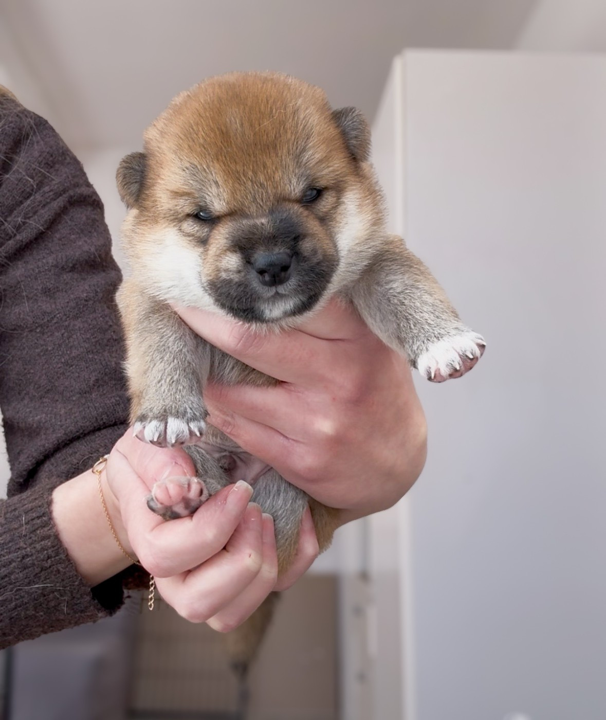 Go Harumitsu - Chiots disponibles - Shiba