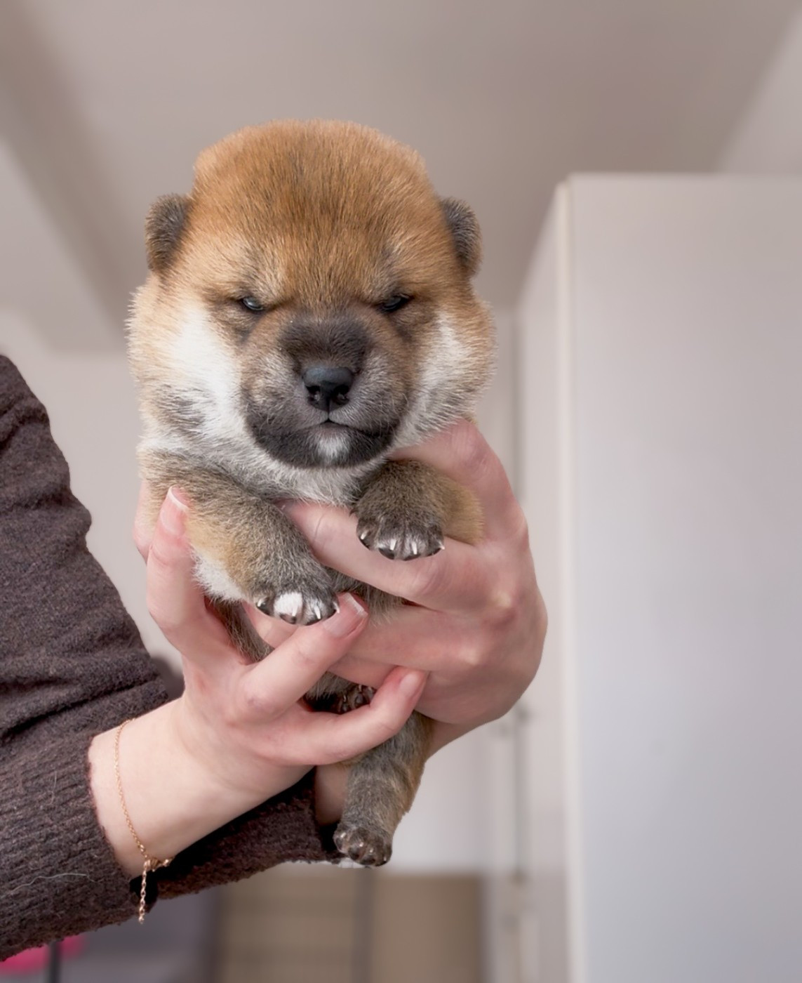 Go Harumitsu - Chiots disponibles - Shiba