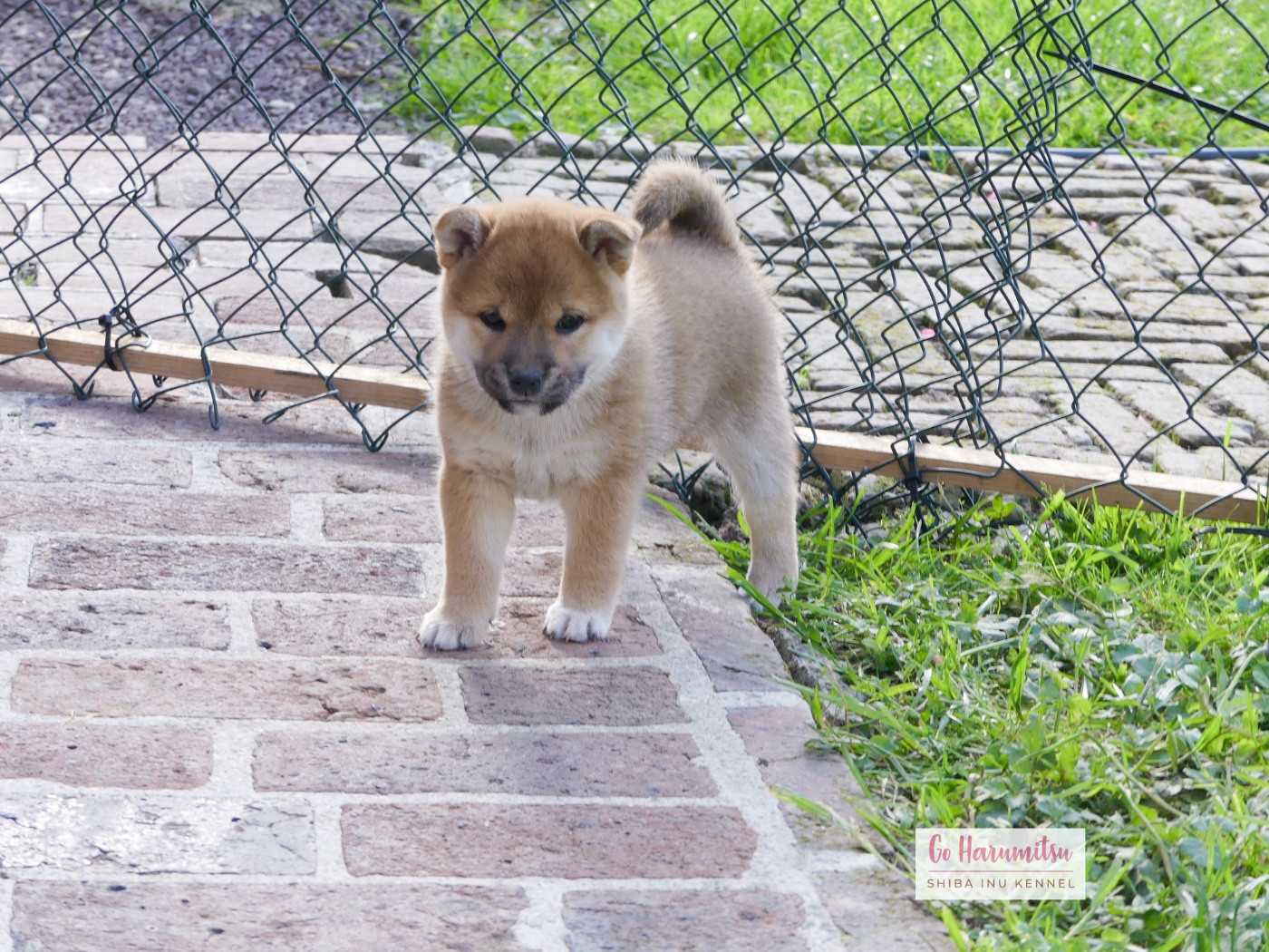 Go Harumitsu - Chiots disponibles - Shiba
