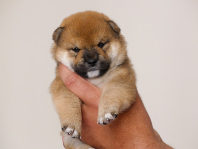 CHIOT 3