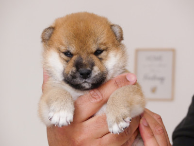 CHIOT 4