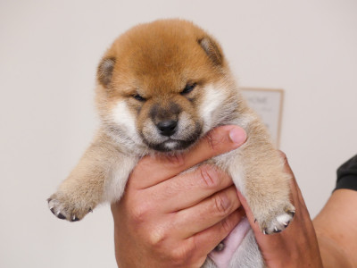 CHIOT 5