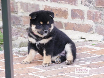 CHIOT 2